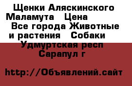 Щенки Аляскинского Маламута › Цена ­ 10 000 - Все города Животные и растения » Собаки   . Удмуртская респ.,Сарапул г.